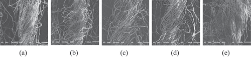 Figure 2. SEM images (50× magnification) of handspun yarn made from different ratios of mulberry to cotton fibers, (a) 0:100, (b) 10:90, (c) 20:80, (d) 30:70, (e) 40:60.