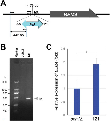 Figure 4. The BEM4 gene was identified in PB-based genetic screening.(A) A schematic view of the PB insertion site in the 121 mutant strain. The dark grey box is the BEM4 coding sequence. The black line shows the promoter and terminator regions of the BEM4 gene. The PB element was inserted at the TTAA site in the promoter region of the BEM4 gene (178 bp upstream from the start codon). A forward and a reverse primer were designed at the promoter region of BEM4 and at the PB element, respectively. The expected size of the PCR product using the primers is 442 bp.(B) Genomic DNA was extracted from och1Δ parental and 121 mutant cells. The PB inserted region was amplified by a primer set in (A) and analyzed by agarose gel electrophoresis.(C) Quantitative PCR analysis of BEM4 mRNA levels in och1Δ parental and 121 mutant cells. The TDH1 values were used to normalize the data. The relative expression was calculated by the – ΔΔCT method. The bars represent RQ (relative quantification) values ± RQmax and RQmin (error bars) of triplicate samples. A P-value was calculated from ΔCt values of each sample by two-sided Student’s t-test. *, P < 0.01.