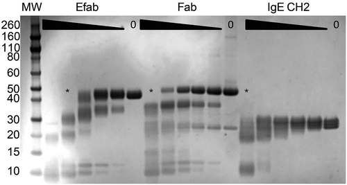 Figure 8. SDS-PAGE of the limited proteolysis experiment of adalimumab EFab and Fab and the IgE CH2 domain with proteinase K. Proteins were incubated with the protease for 30 minutes at 25°C starting at 50 µg/mL, with half-log dilutions to 0.62 µg/mL. Asterisks (*) indicates the lane where no more fully intact material is detectable.