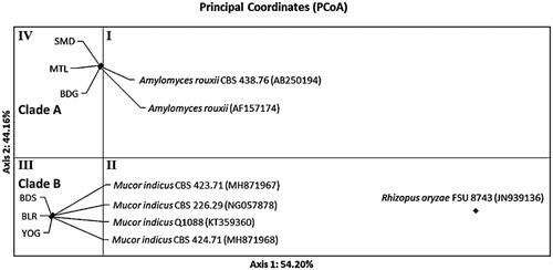 Figure 7. Distribution pattern of ragi isolates using Principal Coordinates Analysis (PCoA) based on ribosomal genes D1/D2.