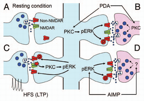 Figure 1 Schematic diagram summarizing PBA-CeAC synaptic transmission in normal and AIMP mice. (A) Synaptic transmission in a resting condition at PBA-CeAC synapses is mediated by non-NMDARs. (B) Application of PDA activates PKC in presynaptic terminals and postsynaptic dendrites. Activated PKC in presynaptic terminals enhances glutamate release, while that activated in postsynaptic spines activates ERK to upregulate non-NMDAR functions or increase their numbers at synaptic sites. (C) High-frequency stimulation activates NMDARs, which in turn activate the PKC-ERK signal pathway to upregulate non-NMDAR functions or increase their numbers at synaptic sites, thereby resulting in LTP. (D) In mice with AIMP, ERK is activated in the CeAC by an excessive nociceptive signal, which in turn upregulates non-NMDAR functions or increases their numbers at synaptic sites. In addition, enhanced glutamate release from presynaptic terminals was also observed in AIMP mice. Together, these pre- and postsynaptic enhancements at PBA-CeAC synapses might partially account for the central sensitization in AIMP.