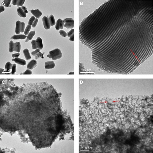 Figure 6 TEM images of the samples: (A) MCS-15, (B) magnified local area in (A), (C) MCS-4, and (D) high-resolution TEM image of MCS-4.Note: Arrows indicate the mesoporous structure and pore size.Abbreviations: MCS, mesoporous calcium–silicon; TEM, transmission electron microscope.