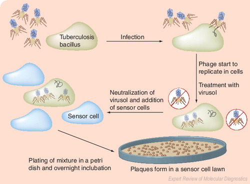 Figure 5. Bacteriophage amplification technology for detection of Mycobacterium tuberculosis and for rapid detection of drug resistance.The underlying principle is the amplification of bacteriophages after their infection of M. tuberculosis, followed by detection of progeny phages as lytic plaques on a lawn of Mycobacterium smegmatis. Image courtesy of Biotec Laboratories Ltd (Ipswich, UK), and adapted and reproduced with permission.