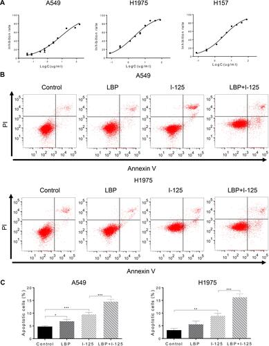 Figure 1 LBP enhanced 125I-induced apoptosis in NSCLC cells. (A) After treatment with LBP concentrations ranging from 0 to 80 µg/mL for 72 h on A549, H1975, and H157 cells, the CCK-8 assay was used to determine cell proliferation; optical density values were detected using a microplate reader; the sensitization concentration was defined as 10% of IC50. (B and C) After cells were treated with 125I, LBP (10% of IC50), or their combination on A549 and H1975 cells, Annexin V-FITC/PI was performed to analyze cellular apoptosis. The data are presented as the mean ± SD. One-way ANOVA was used for data analysis; *P < 0.05, **P < 0.01, ***P < 0.001.