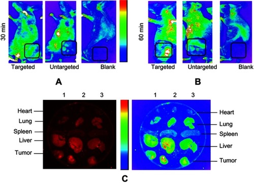 Figure 7 Biodistribution of exo-DOX in mice bearing TUBO tumor. In vivo targeting efficiency of targeted exo-DOX were assessed in a murine TUBO tumor model. These models were administered with a single 70-µg injection of targeted or untargeted exo-DOX. (A) In vivo fluorescent signals were recorded at 30 minutes and (B) 60 minutes post-injection. Fluorescence was detected at the tumor sites (black boxes), with gradual increasing in signal intensity at 60 minutes. Enhanced permeability and retention (EPR) effect causes accumulation of untargeted exo-DOX in tumor site, while it was lower in comparison to targeted exo-DOX. PBS was injected as blank and no fluorescence was detected in these mice. (C) Ex vivo fluorescent imaging of major organs of the tumor model after 60 minutes. Lanes 1, 2, and 3 were sequentially related to untargeted, targeted, and PBS intravenous injections. Accumulation of targeted and untargeted exo-DOX was mainly in the liver and lung, while, there was no accumulation in the heart after 60 minutes. Fluorescent intensity of untargeted exo-DOX was lower than targeted exo-DOX.Abbreviations: DOX, doxorubicin; exo-DOX,  doxorubicin-loaded exosome DOX.