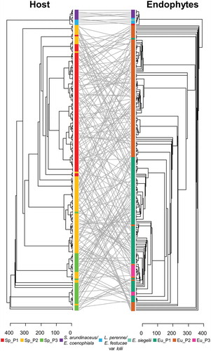 Figure 4. Tanglegram of the maximum likelihood phylogenies of Epichloë endophytes and their grass hosts. Trees were obtained with the software MEGA X and edited with FigTree. Labels were connected using the function tanglegram from the package dendextend. Straight lines, showing endophyte and host grass matches in the phylogenies, connect S. arundinaceum and L. perenne individuals to their respective endophytes, i.e., E. coenophiala, E. festucae, and E. siegelii, which were infecting an elite perennial ryegrass cultivar. E. uncinata strains and S. pratensis subpopulations are marked with the same colors used in FIG. 1 and FIG. 2, respectively.
