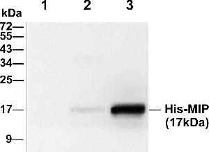 Figure 4. Evaluation of the specificity of the anti-MIP antibody by western blot. Lane 1, whole lysate of non-transformed bacteria; lane 2, whole lysate of non-induced bacteria; lane 3, whole lysate of induced bacteria.