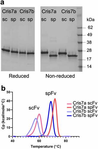 Figure 2. Stapling design improves the thermal stability of Cris7a/b domains. (a) SDS-PAGE of scFv and spFv proteins of Cris7a/Cris7b in LH orientation. (b) Thermal stability of Cris7a scFv/spFv and Cris7b scFv/spFv domains by DSC. Parameters related to protein design and enthalpy features from analysis are listed in Table S1.