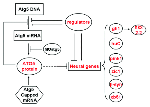 Figure 7. A model for explaining expression regulation of atg5 gene and some neural genes in zebrafish embryos.