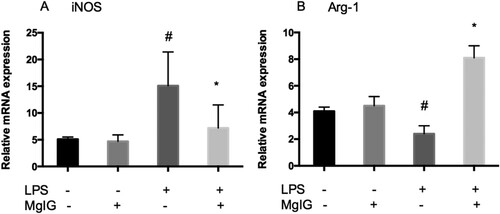 Figure 4. MgIG underpins the regulation of LPS-induced M1 and M2 inflammatory macrophage polarization. (A) iNOS mRNA expression; (B) Arg-1 mRNA expression. The data are expressed as mean ± SD (n = 6, #P < 0.05 versus control alone; *P < 0.05 versus LPS alone).