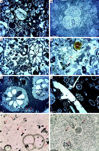 Figure 7. Thin-sections of typical Paleogene limestones. All samples have been stained to reveal calcite and all images are in plane-polarised light. A, Packed biomicrite comprising a mixture of intact and fragmentary foraminifera in a micrite matrix. In this example, foraminiferal tests dominantly contain micrite, although sparry calcite occurs in some. The bivalve fragment (Bi) displays evidence of boring and is coated with a greenish-brown material that is possibly Mn-oxide. Sample P83287, North Reinga Ridge. B, Detailed view of sparry calcite fill in an intact foraminiferal test in a packed biomicrite. Sample P83331, South Reinga Ridge. C, Coarse, bioclastic grainstone comprising almost exclusively large (>millimetre scale) bryozoan skeletal debris. Sample P83197, Wanganella Ridge. D, Coarse bioclastic grainstone comprising predominantly foraminiferal material and what appear to be micritic intraclasts (Mi). Variably sized sparry calcite (arrows) is locally present. Note the rounded glauconite grain (Glc). Sample P83338, South Reinga Ridge. E, Sections through bryozoa displaying intra-particle porosity along with possible partial geopetal micrite infill. Sparry cements (arrows) either partially or completely fill intra-particle pores. The micrite matrix has a pelloidal appearance. Packed biomicrite. Sample P83183, Volcano ‘A’. F, Slightly thick slide displaying echinoderm debris (Ec), planktic foraminifera (Pf), rryozoa (Br) and a bivalve fragments (Bi) that have dissolved leaving large unconnected, mouldic pores. Packed biomicrite. Sample P83170, Anticline ‘A’. G, Typical example of a sparse biomicrite comprising scattered foraminifera (mainly planktic) in a micrite matrix. The dark irregular masses (arrows) are probably Mn-oxides. Sample P83303, Anticline ‘C’. H, Detail of micrite in a fossiliferous micrite with remnant planktic foraminiferal material (Pf). The micrite is relatively coarse grained compared to other micrite examples in Figure 7, suggesting possible recrystallisation to microspar. Sample P83347, Anticline ‘D’.