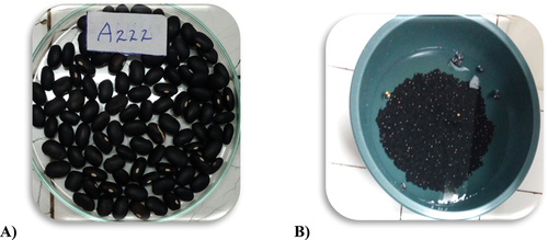 Figure 1. Common bean seeds for the experiment (1A) and bean soaking (1B).