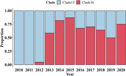 Figure 2. The bar plot indicated the proportion of H9N2 strains from clade15 and clade16 used in this study by year, respectively. The proportion of isolated strains from clade15 was coloured in blue, and the proportion of isolated strains from clade16 in red.