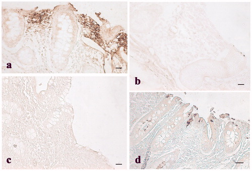 Figure 4. Immunohistochemical analysis of cyclooxygenase-2 (COX-2) in the caecum: (a) immunopositive infiltrated leukocytes in the mucosal layer of the caecum of a control pig; (b) negative control of the caecum of a control pig; (c) absence of immunopositivity in the mucosal layer of the caecum of a pig of the experimental group; and (d) immunopositive intra-epithelial leukocytes (IEL) in the epithelium of the caecum of a pig of the experimental group. Scale bars: 20 µm (a–d).