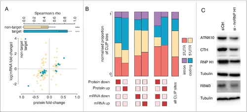 Figure 7. Changes in protein abundance upon hnRNP H1 knockdown. (A) Fold-change in mRNA levels vs. fold-change in protein concentrations for those transcripts where significant changes were detected in both data sets, stratified by whether the transcript was identified as a putative hnRNP H1 target or not. Shown above is Spearman's rank correlation coefficient for changes in putative targets and non-targets. Both correlations are significant (***p < 0.001), but stronger in the case of putative targets. Error-bars are at the 95% confidence interval. (B) Distribution of iCLIP sites within genes that show up- or downregulation of mRNA levels, protein levels, or both upon hnRNP H1 knockdown. (C) Decreased expression of ATNX10, CTH and RBM3 after hnRNP H1 knockdown as evaluated by immunoblotting. Each experiment was performed 3 times and tubulin was used as a loading control in each western analysis.