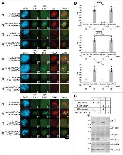 Figure 4. Lac-I-CENP-A expression overrides SGT1 depletion defects, and MIS12, HEC1, and SKA1 signals are not affected at the ectopic loci of LacO arrays. (A) Representative immunofluorescence images of MIS12, HEC1, and SKA1 recruitment to LacO arrays in prometaphase cells and the indicated HA-LacI-fused constructs with SGT1 siRNA (#1 + #2) or Luc siRNA control (Table S2) are shown. DAPI (blue), HA (green; low and high brightness), and endogenous MIS12, HEC1, or SKA1 (red) were visualized. Scale bar, 10 μm. Insets show magnification of the region of LacO arrays. (B) Histogram showing quantified MIS12, HEC1, and SKA1 fluorescent intensity at LacO arrays of the indicated HA-LacI constructs shown in (A) (ratio of the MIS12, HEC1, or SKA1 intensity to HA intensity at LacO arrays was normalized with sample [2]). More than 20 individual signals at LacO arrays in prometaphase cells were quantified, and the mean percentages ( ± SEM) are shown. *** P < 0.001 when sample [2] was compared, and not significant (n.s.) when the 2 indicated data sets were compared (Student's t test). (C) Expression levels of HA-LacI-CENP-A and endogenous central-outer kinetochore proteins (MIS12, HEC1, and SKA1) are not affected in the cells treated with SGT1 siRNA (#1 + #2) or Luc siRNA control (Table S2). U2OS-LacO cells were cultured and harvested 48 h after transfection with the indicated pcDNA3.1-HA-LacI constructs as shown in (A) and (B). Expression levels were confirmed by Western blot analysis with the indicated antibodies. GAPDH protein was used as a loading control.