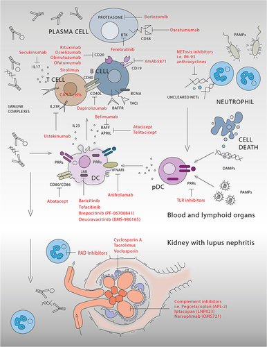 Figure 1 Diagram showing the immunopathogenic pathways leading to kidney damage in LN and presenting novel therapies targeting specific pathways.