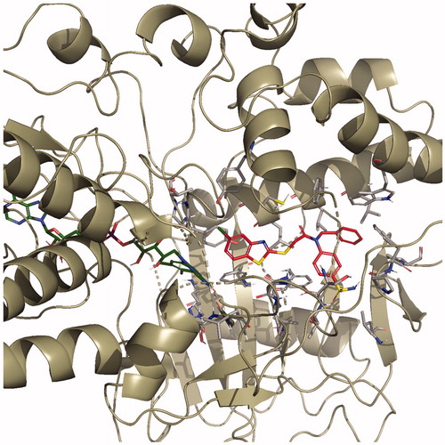 Figure 4. The three-dimensional pose of compound 4i in the active region of hMAO-B (PDB ID: 2V5Z). The important residues in the active site and this compound are presented by tube model and coloured with grey and red, respectively.