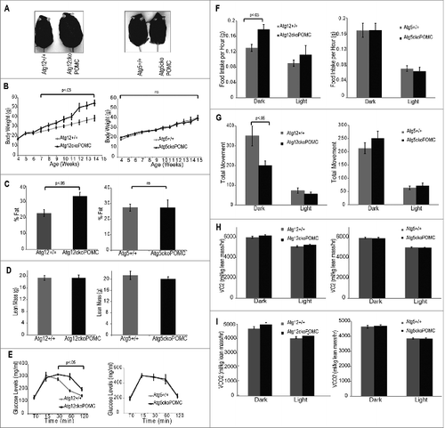 Figure 3. High fat diet promotes greater adiposity in Atg12ckoPomc-Cre+, but not Atg5ckoPomc-Cre+, mice. (A) Images of the indicated genotypes at 12 wk of age on a HFD. (B) Body weight curves for Atg12+/+ (n=10 ) vs. Atg12ckoPomc-Cre+ mice (n=7 ), and Atg5+/+ (n=13 ) vs. Atg5ckoPomc-Cre+ mice (n=11 ). (C) DEXA analysis for % fat in Atg12ckoPomc-Cre+ mice vs. Atg12+/+ mice (left, n=5 for each genotype), and Atg5+/+ vs. Atg5ckoPomc-Cre+ mice on HFD (right, n=7 for each genotype) on HFD for 8 wk. (D) DEXA analysis for lean mass in Atg12ckoPomc-Cre+ or Atg5ckoPomc-Cre+ mice on HFD for 8 wk. (E) Glucose tolerance tests for Atg12ckoPomc-Cre+ vs. Atg12+/+ mice (left, n = 7 for each genotype) and Atg5ckoPomc-Cre+ vs. Atg5+/+ (right, n=7 for each genotype) on HFD. GTT was analyzed at 8 wk of age. (F) CLAMS analysis of food intake during the light and dark cycle in 15-wk-old in Atg12+/+ (n = 5) and Atg12ckoPomc-Cre+ (n = 5) mice and Atg5+/+ (n=5 ) vs. Atg5ckoPomc-Cre+ (n=5 ) mice on HFD for 10 wk. (G) CLAMS analysis of total movement during the light and dark cycle of Atg12+/+ vs. Atg12ckoPomc-Cre+ mice, and Atg5+/+ vs. Atg5ckoPomc-Cre+ mice on HFD for 10 wk. (H, I) CLAMS analysis of oxygen consumption (VO2) and carbon dioxide elimination (VCO2) during the light and dark cycle of Atg12+/+ vs. Atg12ckoPomc-Cre+ mice, and Atg5+/+ vs. Atg5ckoPomc-Cre+ mice on HFD. Values were normalized to lean body mass. For all experiments, control mice are Pomc-Cre-expressing wild-type littermates (Atg12+/+ or Atg5+/+). n.s., nonsignificant. Data represent mean ± SEM.