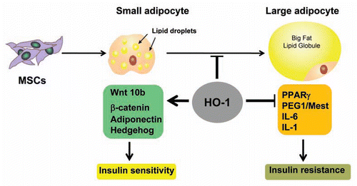 Figure 7 Hypertrophy adipocytes are associated with dysfunctional adipogenesis with resultant contributions toward metabolic imbalance. The proposed mechanism demonstrate that an upregulation of HO-1 is directly involved in the regulation of adipogenic markers by increasing Wnt10b protein levels, decreasing Peg/Mest and improving insulin sensitivity.