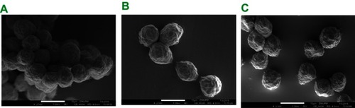 Figure 11 SEM micrographs of surface ultrastructural features. (A) Untreated MCF-7 cells. (B) MCF-7 cells treated with DOX exhibiting membrane blebbing, cell shrinkage with apoptotic body. (C) MCF-7 cells treated with CaCO3NP-DOX exhibiting membrane blebbing, Cell shrinkage (25,000)×, bar 10 µm.