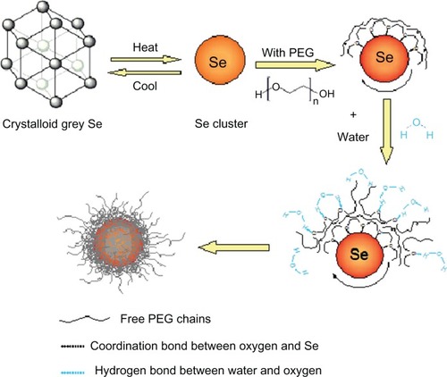 Figure 9 Schematic illustration of the preparation of PEG-SeNP.Abbreviations: Se, selenium; PEG, polyethylene glycol; PEG-SeNP, polyethylene-glycol-nanolized selenium nanoparticle.