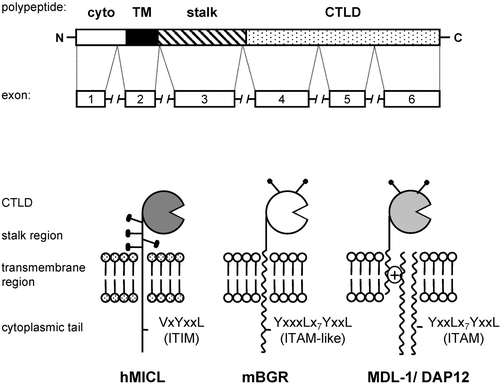 Figure 1. Structure of NK‐like C‐type lectins. NKCLs are encoded by six exons, and are type II transmembrane proteins consisting of a single extracellular C‐type lectin‐like domain, a stalk region, a transmembrane region and a cytoplasmic tail. These receptors can be glycosylated (represented by the lollipop structures), and may possess inhibitory ITIM (such as MICL) or activation ITAM‐like (such as Dectin‐1) motifs in their cytoplasmic tails. Many NKCLs (such as MDL‐1) lack cytoplasmic signalling motifs but associate through charged residues in their transmembrane domains with the activation or costimulatory signalling molecules, DAP10 or DAP12. Abbreviations to Figure 1: cyto ‐ cytoplasmic part of receptor TM ‐ Transmembrane CTLD ‐ C‐type lectin‐like domain ITIM ‐ immunoreceptor tyrosine‐based inhibitory motif ITAM ‐ immunoreceptor tyrosine‐based activation motif hMICL, mBGR, MDL ‐ names of receptors in Figure 1 as well as in Table 1 are explained in detail in the text.