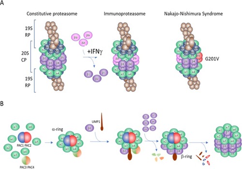 Figure 1 Illustration of proteasome structure and assembly.Notes: (A) Proteasome is formed by the assembly of a 20S core particle (CP) and two 19S regulatory particles (RP), and is called 26S constitutive or standard proteasome. 20S CP consists of two α-rings (light green) and β-rings (purple); each α-ring has seven subunits (α1-7) and each β-ring seven subunits (β1-7). When the cells are stimulated with IFNγ, β1i, β2i, and β5i are incorporated into the β-rings by replacing β1, β2, and β5, which forms immunoproteasome. G201V mutation in β5i subunit leads to proteasome dysfunction, causing Nakajo–Nishimura syndrome. (B) Assembly of 20S proteasome. Proteasome assembling chaperone 1 (PAC1)–PAC2 heterodimers and PAC3–PAC4 heterodimers assist α-ring formation. Ubiquitin-mediated proteolysis 1 (UMP1) assists β-ring formation sequentially from β2 subunit, and during and after assembly of all the other β subunits, all the PACs and UMP1 chaperones degrade and active 20S proteasome CP is formed.