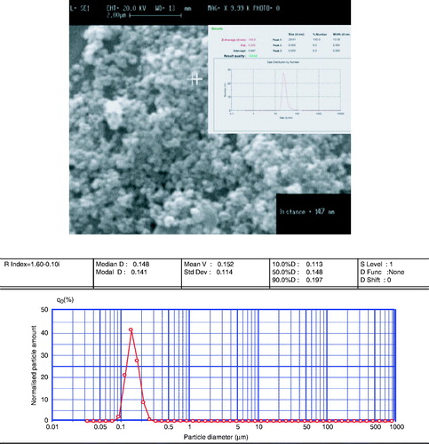 Figure 7. SEM micrograph, zeta size and particle size measurement of cationic albumin-conjugated magnetite nanoparticles.