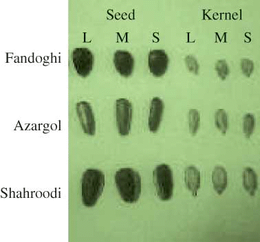 Figure 1 The illustrated view of seed and kernel of three varieties of sunflower (L: Large; M: Medium; S: Small) (color figure available online).