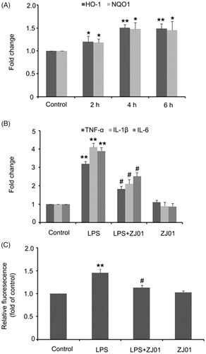 Figure 7. ZJ01 increased the expression of anti-oxidant genes and alleviated LPS-induced production of pro-inflammatory cytokines and ROS in H9c2 cells. (A) RT-PCR analysis of anti-oxidant genes HO-1 and HQO1 after treatment of H9c2 cells with 8 μM ZJ01 for 6h. (B,C) H9c2 cells were stimulated with 1 μg/ml LPS and treated with or without 8 μM ZJ01 for 6 h. (B) The expression levels of pro-inflammatory cytokines TNF-α, IL-1β and IL-6 were determined by RT-PCR. (C) The intracellular ROS levels were examined by DCHF. *p < .05, **p < .01 vs. control, #p < .05 vs. LPS group. n = 3.