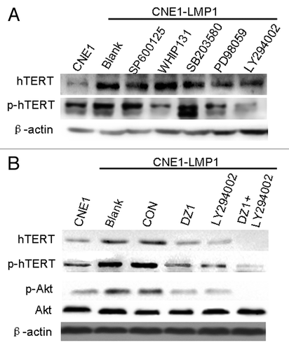 Figure 4. LMP1 promotes expression and phosphorylation of hTERT through the Akt pathway. (A) Cells were seeded at 4 × 104 cells/ml and treated with the indicated concentrations of LY294002, WHIP131, SB203580, PD98059, and SP600125 for 24 h. Phosphorylated hTERT expression in CNE1-LMP1 cells was measured by western blot and β-actin was used as a loading control. (B) Cells were treated with the indicated concentrations of Dz1 and LY294002 for 24 h and western blot was performed to measure the levels of total hTERT, phosphorylated hTERT, total Akt and phosphorylated Akt. β-actin was used as a loading control.