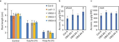 Figure 4. Growth assay of VBG plant at various As(III) concentrations