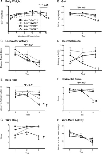 Figure 6. Genetic modification of gulo−/−/SVCT2+/− alters behavioral phenotype. Behavioral assessments included changes in body weight (A) stride length (B) locomotor activity (C) and motor coordination including inverted screen (D) Rota-rod (E) horizontal beam (F) wire hang (G), and zero-maze (H). * Denotes a significant difference between gulo+/+ and gulo−/− groups (P < 0.05). † Denotes a significant difference between SVCT2+/+ and SVCT2+/− groups (P < 0.05). # Denotes a gulo × SVCT2 interaction effect (P < 0.05).