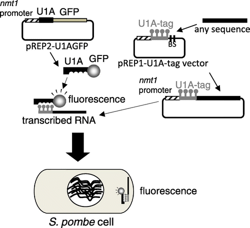 Fig. 1. The U1A-tag-GFP system in S. pombe.