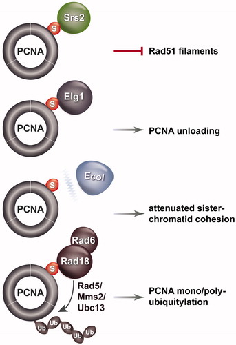 Figure 1. Schematic representation of factors whose interaction with PCNA is affected by PCNA SUMOylation and the effects of these interactions on biological processes related to replication. Srs2, Elg1 and Rad18 interactions with PCNA are induced by PCNA SUMOylation, Eco1 interaction with PCNA is weakened. A color version of this figure is available online (see color version of this figure at www.tandfonline.com/ibmg).