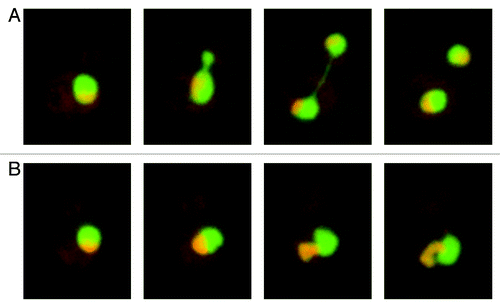 Figure 2. Regulation of the binding of Hikeshi to Hsp70s and the transport model. (A) Binding and release of Hikeshi to Hsp70s is regulated by co-chaperones that modulate the nucleotide form of Hsp70s. Hikeshi binds to the ATP-bound form of Hsp70s, but dissociates from the ADP-bound form. (B) Current working model of the Hikeshi-mediated nuclear import of Hsp70s. In the cytoplasm, Hikeshi binds to the ATP-bound form Hsp70s, translocate through the NPCs. In the nucleus, Hikeshi dissociates from the ADP-bound form Hsp70s by action of J-domain-containing co-chaperones, such as the Hsp40 family, allowing Hsp70s to function as a molecular chaperone in the nucleus.