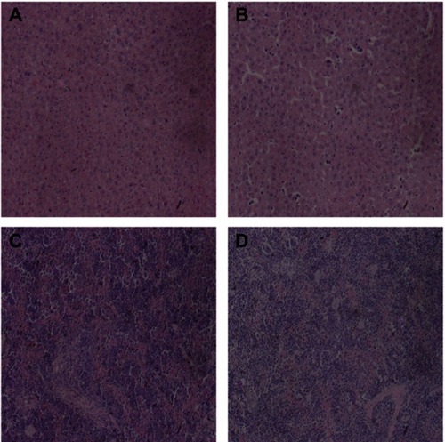 Figure 17 HE staining of mouse liver and spleen (A is the liver of the control group, B is the liver of the treatment group, C is the spleen of the control group, D is treatment group spleen, ×200).