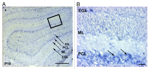 Figure 2. Expression of the integrin α6 subunit mRNA in the P10 mouse cerebellum. (A) In situ hybridization analysis of the α6 integrin mRNA on sagittal sections of P10 mouse cerebellum. The α6 mRNA was present in the PCL. Scale bar, 100 µm. (B) High magnification view of the boxed area in (A) showed a strong expression in the cell bodies of Purkinje cells (arrows). Scale bar, 40 µm. EGL, external granular layer; ML, molecular layer; PCL, Purkinje cellular layer; IGL, internal granular layer.