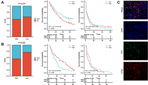 Figure 8 Response to nivolumab and everolimus in high and low CTSZ expression patients. (A) Proportion of nivolumab response and survival analysis of OS and PFS in high and low CTSZ expression patients who received nivolumab. (B) Proportion of everolimus response and survival analysis of OS and PFS in high and low CTSZ expression patients who received everolimus. (C) Immunofluorescent staining of CTSZ (red) and PD1 (green) in ccRCC tissues. The cut-off values of grouping is determined by the grouping with the lowest P-value.