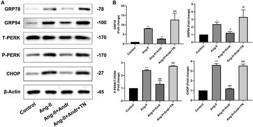 Figure 5. Andr inhibits ER stress in H9c2 cells. (A) Representative blots of GRP78, GRP94, total (T)-PERK, phosphorylated (p)-PERK and CHOP in control, Ang II, Ang II + Andr and Ang II + Andr + TN groups in H9c2 cardiomyocytes. (B) Qualifications of the Western blot assay. The results are presented as a fold change.**p < 0.01 and ***p < 0.001 vs. the control group; #p < 0.05 and ###p < 0.001 vs. the Ang II group, $$p < 0.01 and $$$p < 0.001 vs. the Ang II + Andr group.