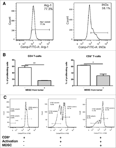 Figure 3. PDAC-infiltrating MDSC display immunosuppressive functions. (A), representative histograms of expression of arginase-1 and iNOS in MDSC. (B), data for the inhibition of CD4+ and CD8+ T cell proliferation by MDSCs are presented as the percentage of divided T cells. T cell:MDSC ratio was 1:1. Data are presented as a mean of two independent experiments (4–6 mice for each experiment), *p < 0.05 and **p < 0.01. (C), a representative FACS picture of the CD8+ cell proliferation assay with or without addition of MDSC.