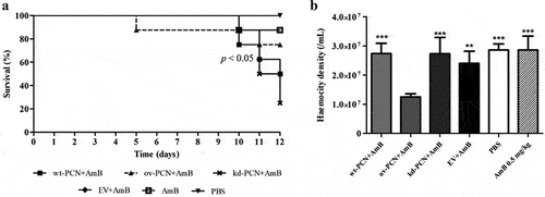 Figure 5. PCN effect on the P. brasiliensis susceptibility to amphotericin B (AmB) as verified in G. mellonella experimental fungal infection. (a) Survival curves of G. mellonella larvae infected with 5 x 106 yeasts from P. brasiliensis different strains and treated at 1 h post-infection with amphotericin B 0.5 mg/kg; p values represent the log-rank test in wild-type strain treated with AmB vs. transformed yeasts treated with AmB. (b) Hemocyte density in hemolymph samples collected 48 h after P. brasiliensis infection; asterisks indicate statistical significance (*** p < 0.0001) vs. ov-PCN+amphotericin B. Larvae inoculated with PBS or amphotericin B were used as controls.