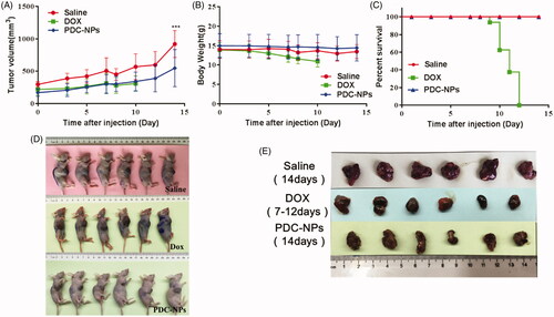 Figure 5. Antitumour efficacy of DOX and the PDC-NPs in tumour-bearing athymic BALB/c nude mice including (A) tumour growth curve, (B) body weight change, (C) survival rate, (D and E) photos of tumour tissues and mice treated with saline, DOX and the PDC-NPs at the end of the study. (***p < .001, n = 6).