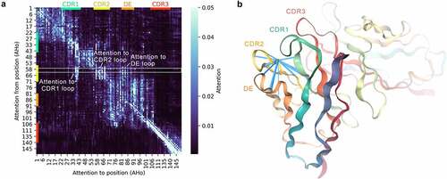 Figure 4. Attention within the Sapiens neural network captures long-range dependencies between antibody loops.