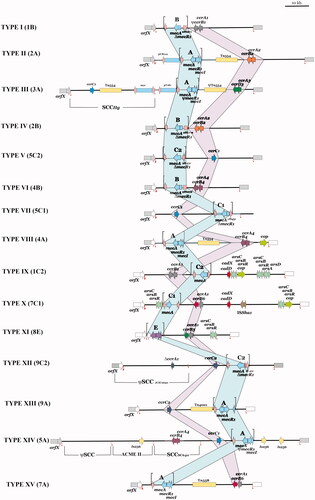 Figure 3. Structures of current SCCmec types. The mec and ccr gene complexes are shaded pink and blue, respectively. The figure is adapted from IWG-SCC commentary, 2009, ASM and Baig et al. (Citation2018) with authors permission.