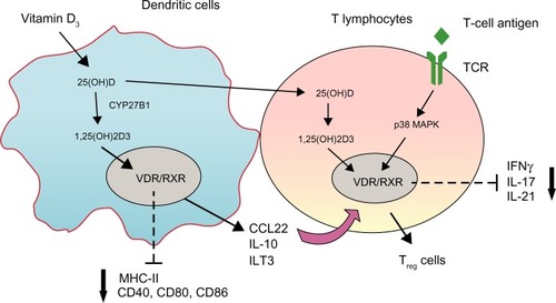 Figure 2 Schematic representation of the primary mechanisms through which vitamin D-regulated dendritic cells (DCs) and T-lymphocyte function.Notes: vitamin D precursors can be further processed to their active metabolite, 1,25(OH)2D3, in DCs and T lymphocytes. In DCs, 1,25(OH)2D3 binds to the vitamin D receptor–retinoid X receptor (VDR/RXR) complex in the nucleus, leading to a tolerogenic DC phenotype, characterized by decreased expression of major histocompatibility complex (MHC)-II, CD40, CD80, CD86, enhanced expression of immunoglobulin-like transcript (ILT)-3, and increased secretion of interleukin (IL)-10 and CCL22, which results in the induction of T-regulatory (Treg) cells. The 1,25(OH)2D3 signaling in T-cells is dependent on the stimulation of T-cell antigen-receptor (TCR) signaling. VDR expression can be induced by TCR signaling via the alternative p38 MAPK pathway. 1,25(OH)2D3 binds to VDR, leading to inhibition of proinflammatory cytokine expression, including interferon (IFN)-γ, IL-17, and IL-21, and promotion of the development of Treg cells.Abbreviations: CCL22, chemokine (C-C motif) ligand 22; MAPK, mitogen-activated protein kinase.