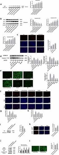 Figure 4. Nrf2 activation is triggered through melatonin. (a and b) Corresponding immunoblots and the relative proteomic concentrations for nuclear Nrf2, cytoplasmic Nrf2, HO-1 and NQO1, and protein quantitative histogram shown on the right and below. (c) Immunofluorescence staining of nuclear Nrf2. (d) Representative immunoblots and relative protein levels of GSDMD-N and Caspase-1 P20, protein quantitative histogram shown on the right. (e) Determination of ROS production (scale bar: 500 µm). (f) Fluorescence microscopy images of DAPI (blue) and PI (red) (scale bar: 500 µm). (g) The OD ratio of PI/DAPI. (h) Determination of LDH release. (i) SiNrf2 downregulated proteomic expression of nuclear Nrf2. (j) SiNrf2 inhibited NLRP3 inflammasome activation. (k) Knockdown of Nrf2 increased the degree of PI-positive cells and (l) ROS production. Datasets represented as mean ± SD (n = 3) per group. * P < 0.05, ** P < 0.01, ns, P > 0.05, compared to the control group. # P < 0.05, NS, P > 0.05, compared to the LPS/ATP group. $ P < 0.05, in comparison to LPS+ATP+Mel group. & P < 0.05, compared to LPS+ATP+Mel+NC group.