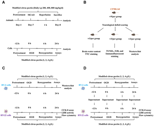 Figure 1 Experimental protocol of in vivo and in vitro experiments. (A) Time profiling of in vivo and in vitro experiments; (B) Number of experimental animal in each test group; (C) Different tests for HT-22 cells and BV-2 cells after administrated with 1 g/L, 2 g/L, and 4 g/L modified citrus pectin; (D) The co-culture design of HT-22 cells with the supernatant of BV-2 cells. CCK-8 indicates cell counting kit 8; FJB, Fluoro-Jade B; LDH, lactate dehydrogenase; MCAO, middle cerebral artery occlusion; OGD, oxygen-glucose deprivation; TTC, 2,3,5-triphenyltetrazolium chloride; TUNEL, terminal-deoxynucleotidyl transferase mediated nick end labeling.