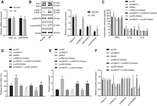 Figure 3. Inhibition of lncRNA NEAT1 suppresses FLS proliferation and synovitis through inactivation of the MAPK/ERK signalling pathway. (A) RT-qPCR analysis of ERK1/2 expression in synovial tissues of normal control subjects and patients with RA. (B) Western blot analysis of ERK1/2 and P38 MAPK expression and phosphorylation level of ERK1/2 and P38 MAPK normalized to GAPDH in synovial tissues of normal control subjects and patients with RA. * p < 0.05 vs. normal synovial tissues. (C) ELISA assays for TNF-α, IL-1β and IL-6 levels in FLS upon lncRNA NEAT1 overexpression and MAPK/ERK inhibition. (D) FLS proliferation upon lncRNA NEAT1 overexpression and MAPK/ERK inhibition determined by EdU assay. (E) RT-qPCR determination of lncRNA NEAT1 and ERK1/2 expression after lncRNA NEAT1 overexpression and MAPK/ERK inhibition in FLSs. (F) Western blot analysis of ERK1/2 and P38 MAPK expression and extent of ERK1/2 and P38 MAPK phosphorylation normalized to GAPDH in FLSs after lncRNA NEAT1 overexpression and MAPK/ERK inhibition. * p < 0.05 vs. the oe-NC treatment; # p < 0.05 vs. the DMSO treatment, @ p < 0.05 vs. the phosphorylated ERK1/2 inhibitor, & p < 0.05 vs. the phosphorylated P38 inhibitor. The data were expressed as mean ± standard deviation and analysed using one-way analysis of variance. The experiment was repeated three times independently